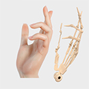 Yes Articulated Fingers